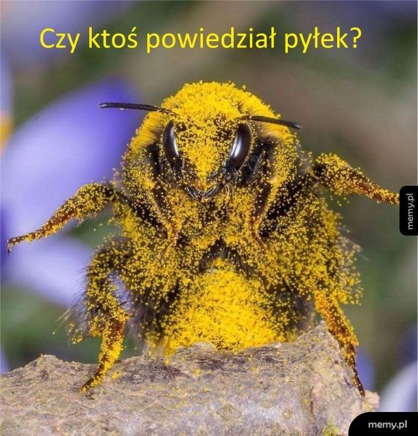 Trzmiele lubią pyłek