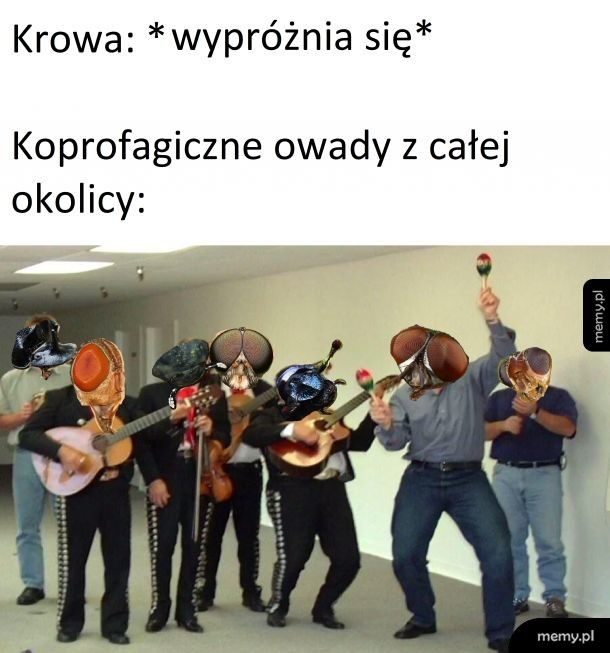 Koprofagi