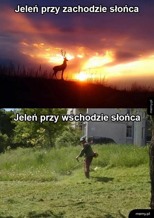 Jeleń