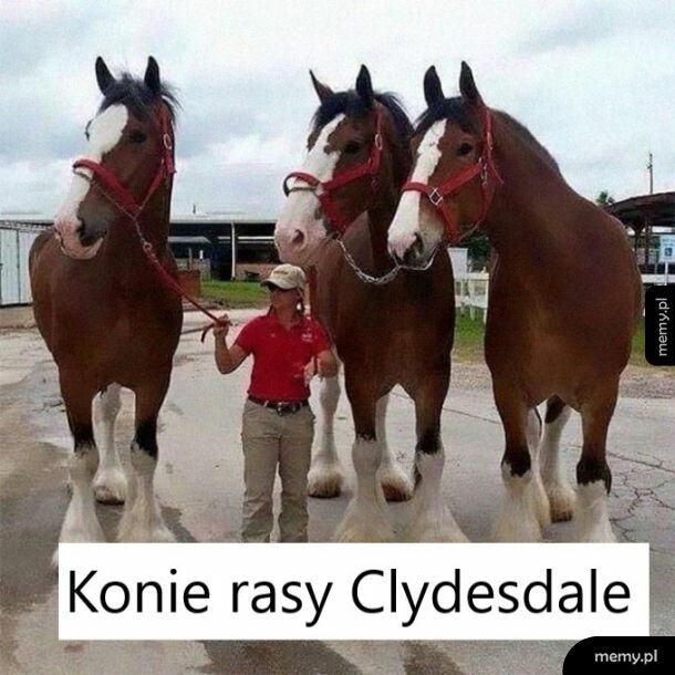 Rasa Clydesdale
