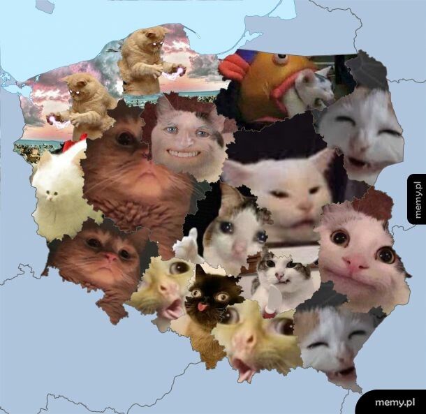 Polska jako kotki