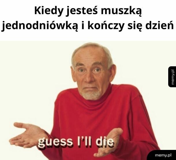 Muszka jednodniówka