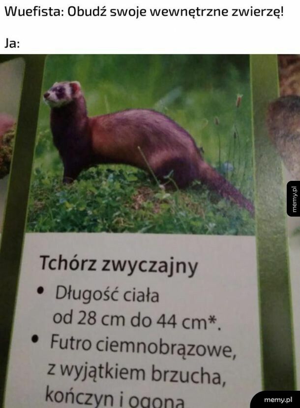 Wewnętrzne zwierze