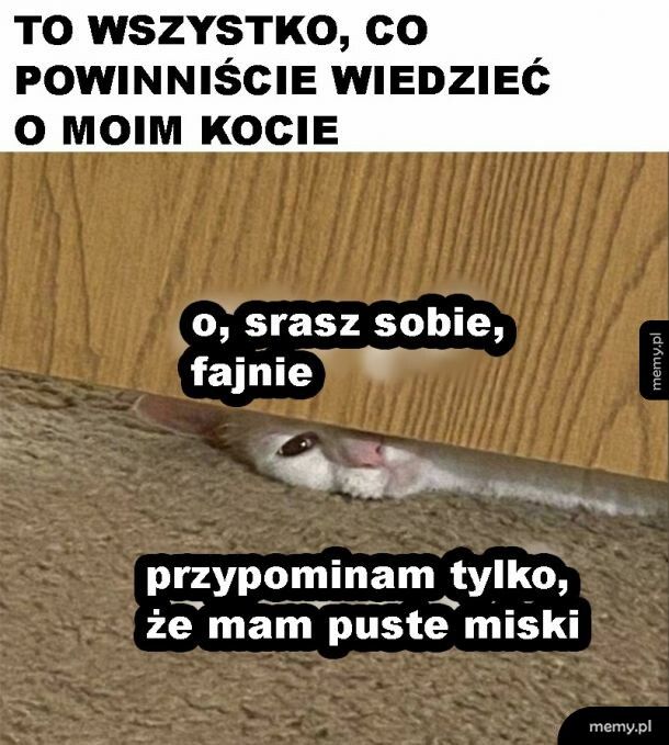 Cały mój kot