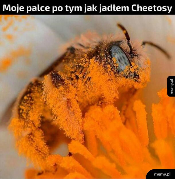 Jedzenie Cheetosów