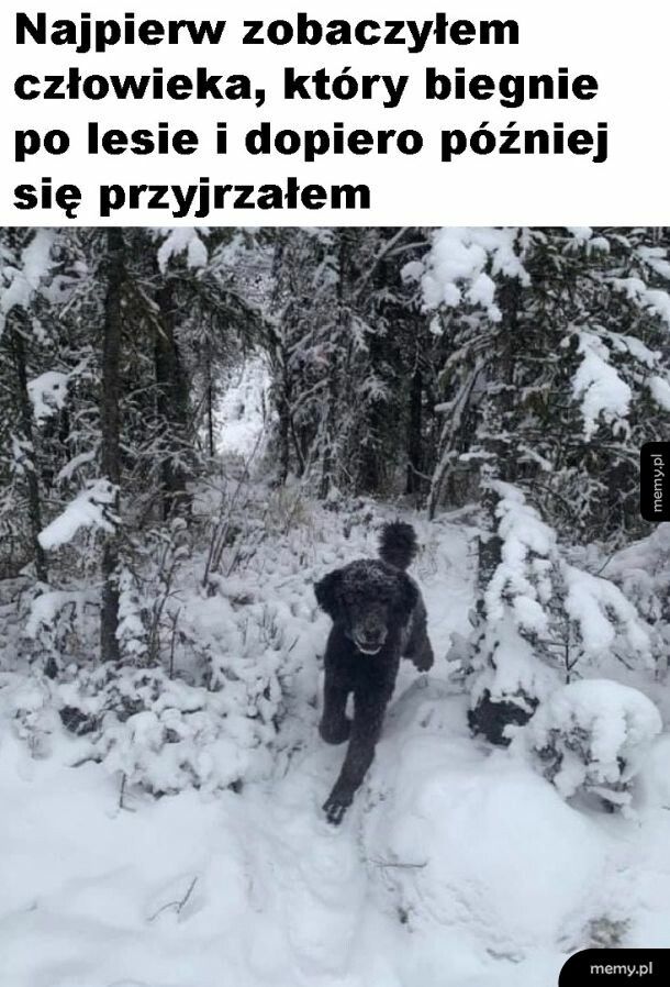 Ja nadal widzę niedźwiedzia