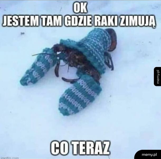 Zimujące raki