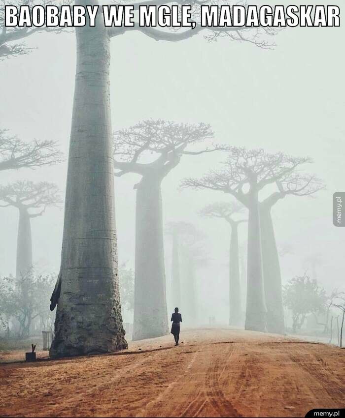       Baobaby we mgle, madagaskar  