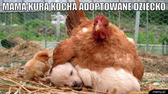 mama kura kocha adoptowane dziecko  