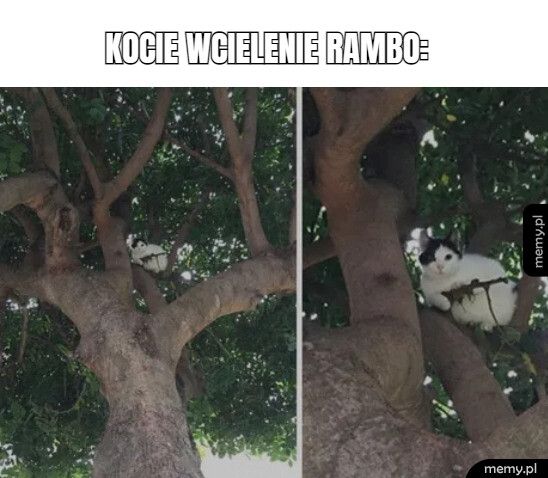   kocie wcielenie rambo:               