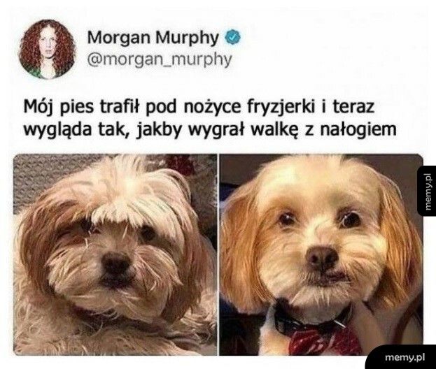 Zupełnie inny pies