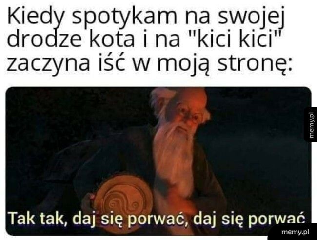 Kot na drodze