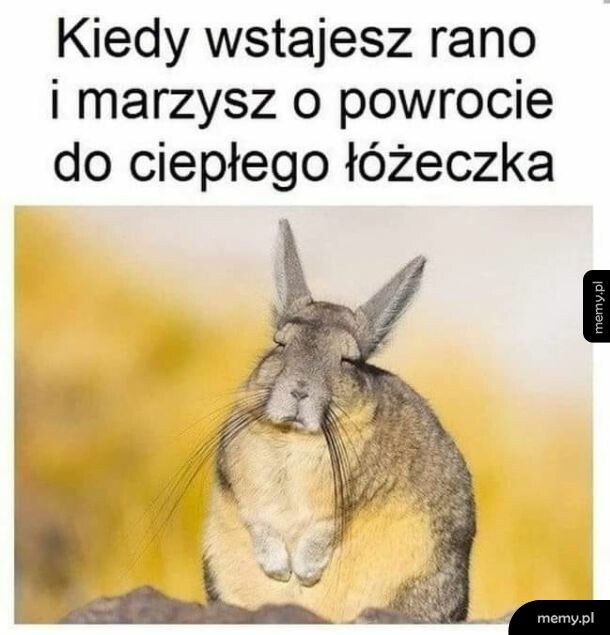 Żeby chociaż kaloryfery grzały...