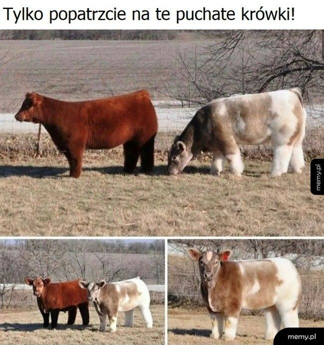 Puchate krówki