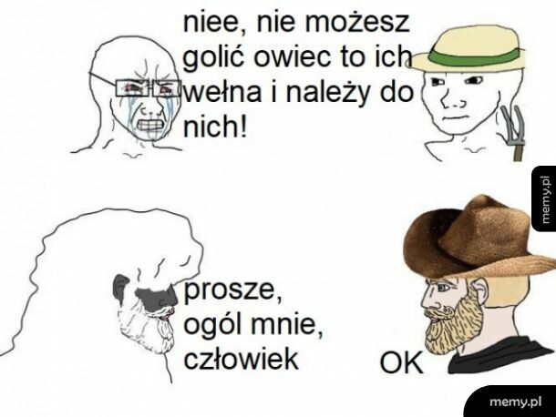 Owieczki