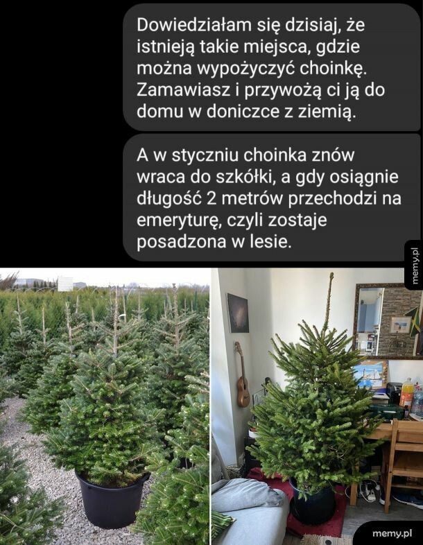 Wypożyczalnia choinek