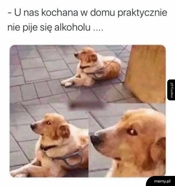 "Tak, Grażyna, nie pije a chleje..."