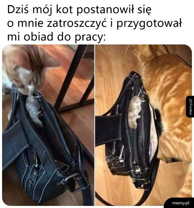 Troskliwy kotek