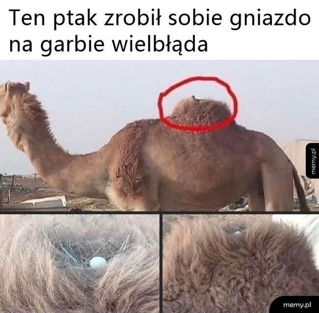 Dobra, tu będzie spoko