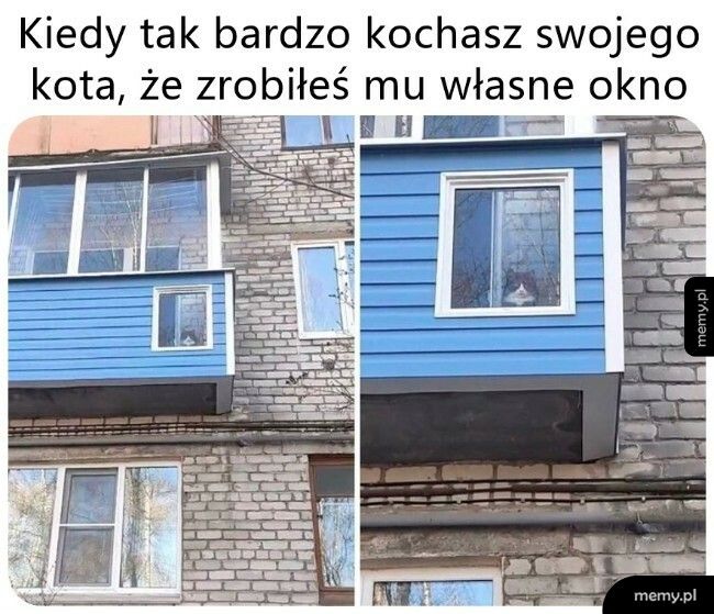 Dla kota wszystko