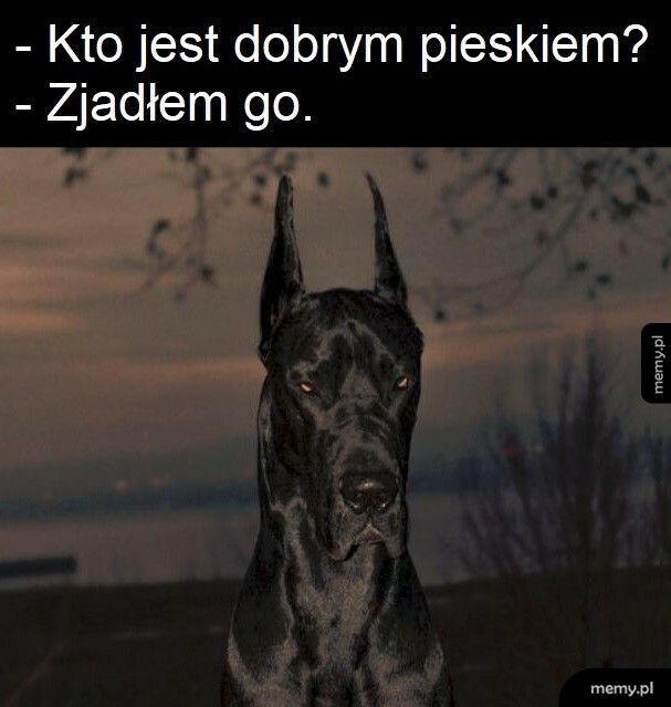 Dobry piesek