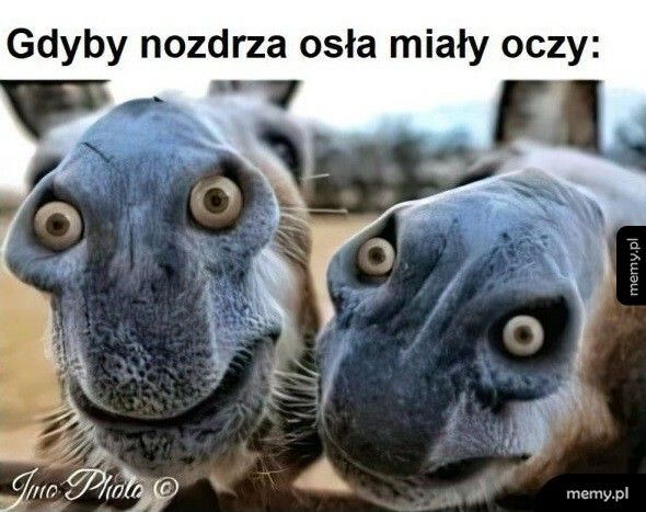 Nozdrza osła