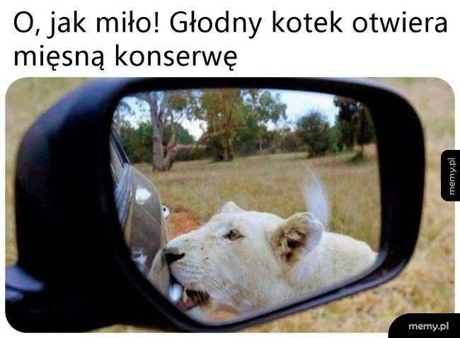 Głodny kotek