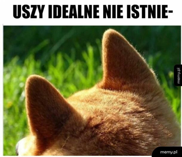 Uszy idealne