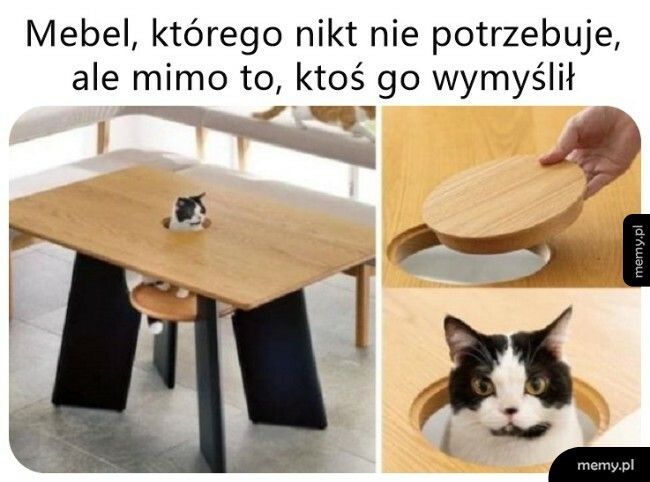 Mebel dla właścicieli kotów