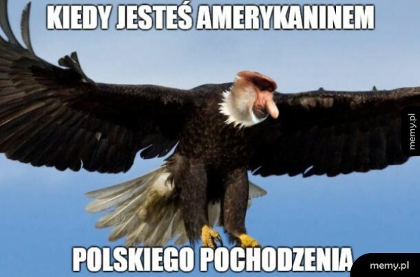 Amerykanin polskiego pochodzenia