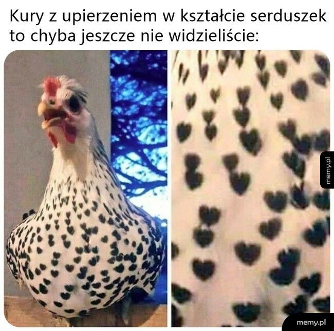 Pióra w kształcie serduszek