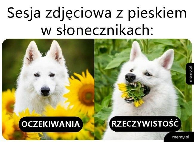 Sesja zdjęciowa