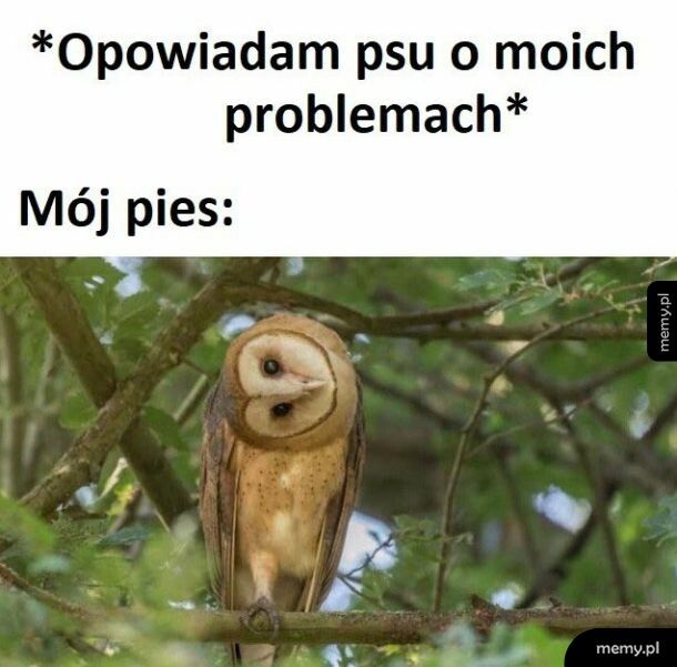 Mój pies