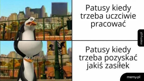 Patusy