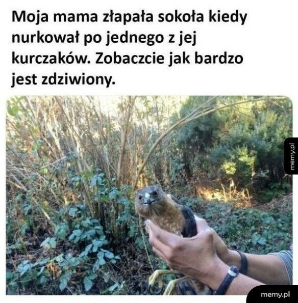 Zdziwiony sokół