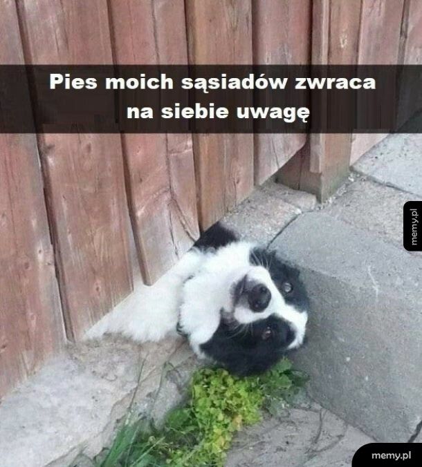 Pies sąsiadów