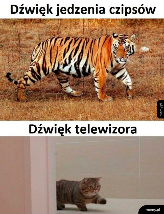 Dźwięk telewizora