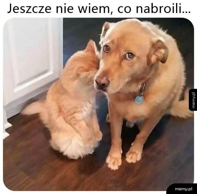 Ale na pewno nabroili