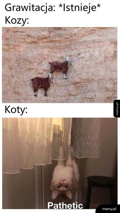 Koty