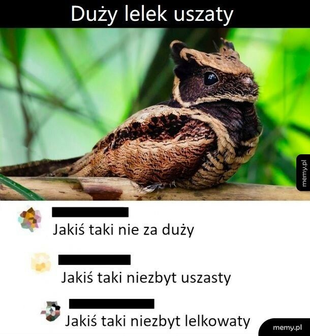 Lelek uszaty