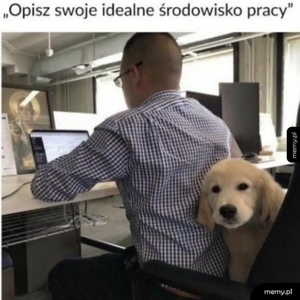 Piesek w pracy