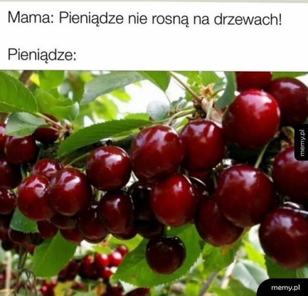 Pieniądze