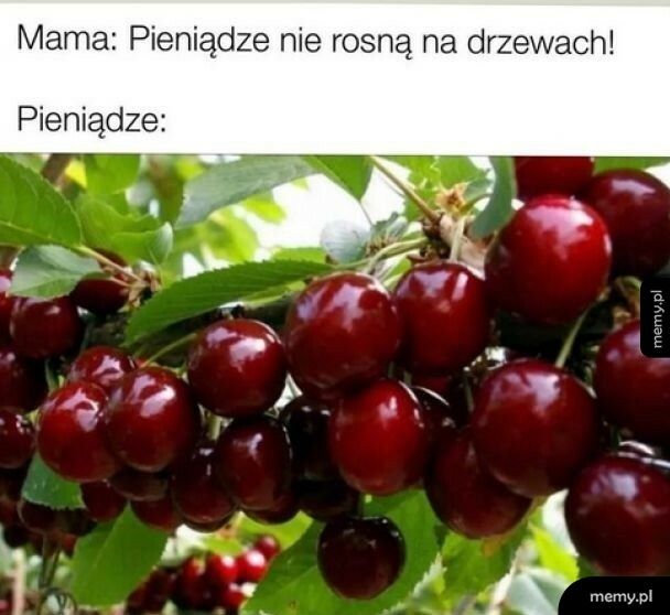 Pieniądze na drzewach