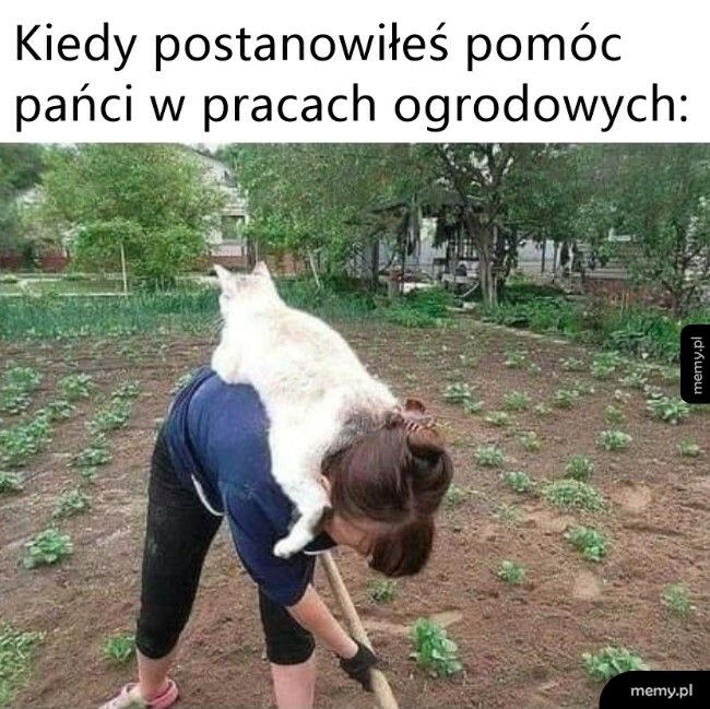 Pomocnik