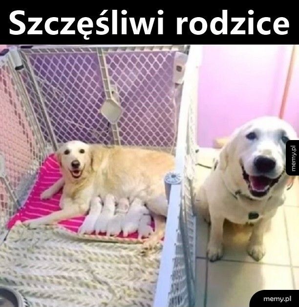 Samo szczęście