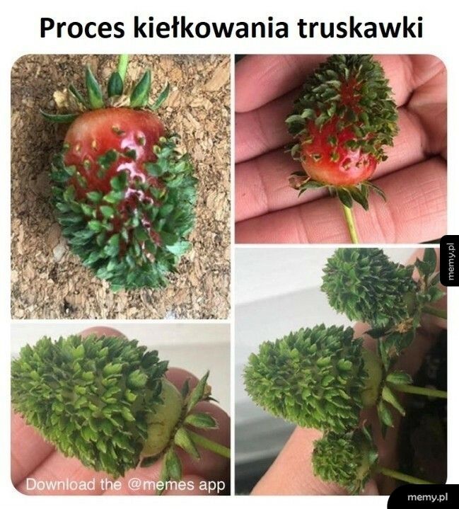 Proces kiełkowania truskawki