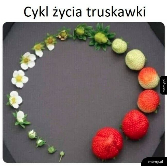 Cykl życia truskawki