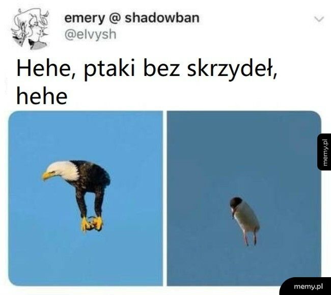 Ptaki bez skrzydeł