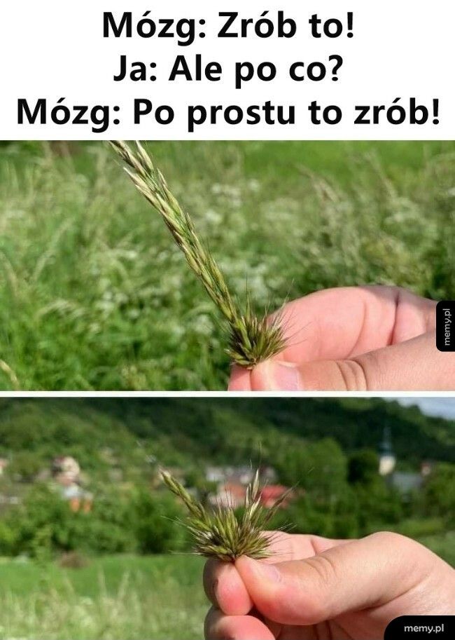 Kura czy kogut