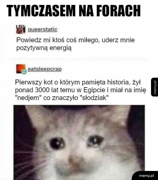 Kotełowe fakty.